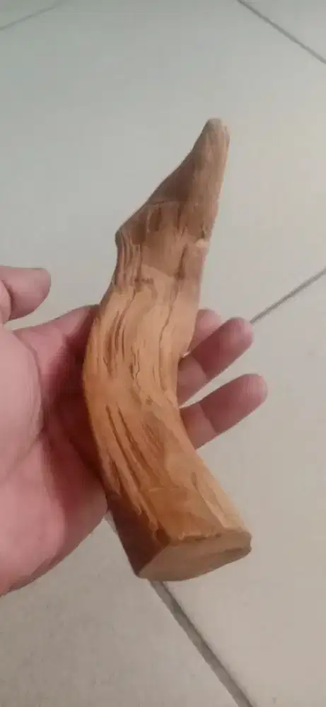 Akar Kayu Cendana Kupang