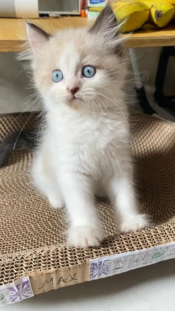 Kucing Ragdoll Kitten