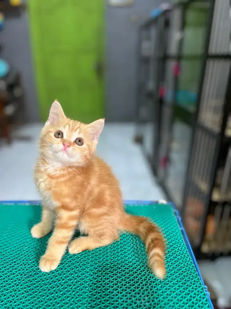 Kitten Persia Oren marbel