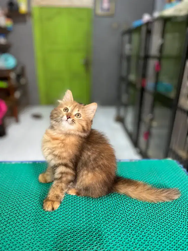 Kitten persia black tortie