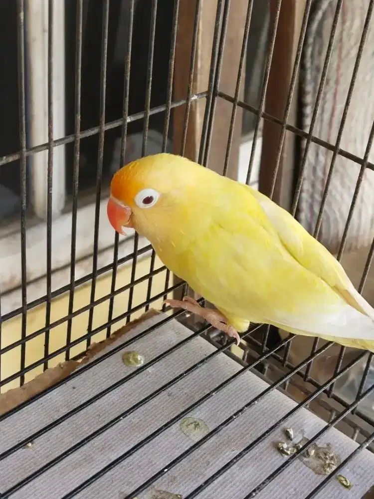 PB pf mata merah