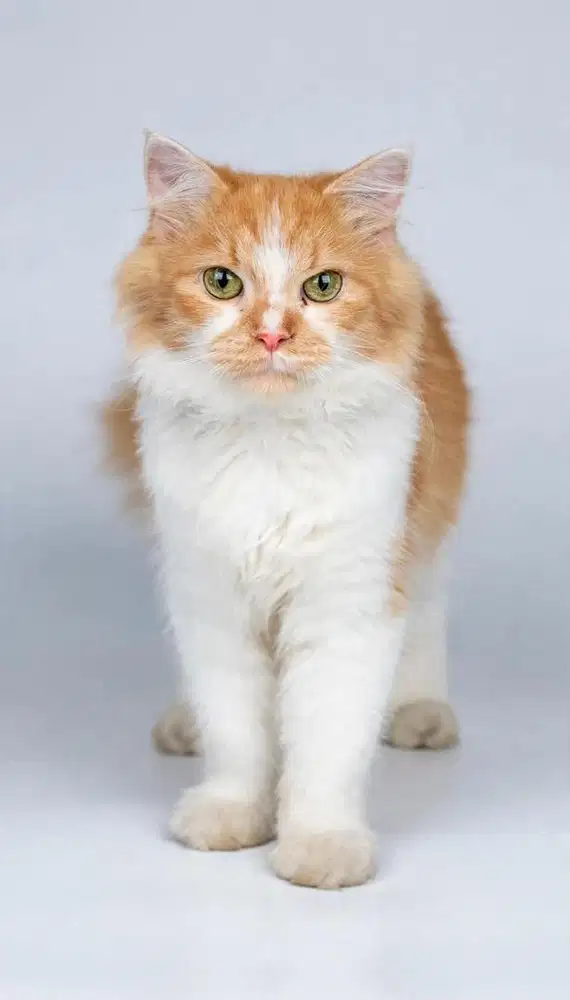 Kitten Persia Medium 4 Bulan Jantan Oren Putih Gembul