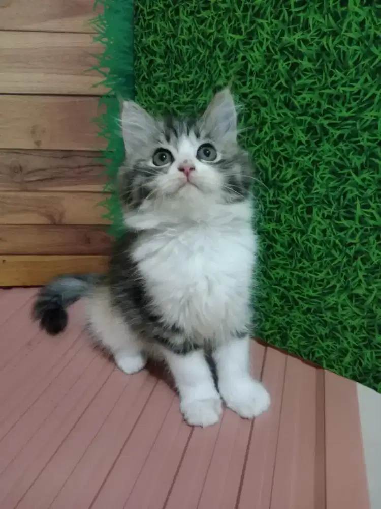 Persia kitten Calico