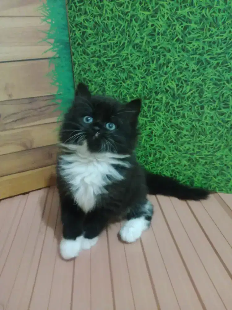 Persia kitten tuxedo