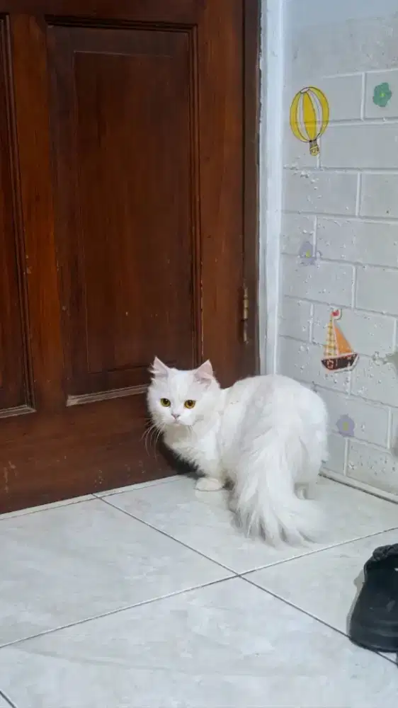 Munchkin cebol white solid jantan