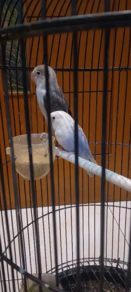 Sepasang burung lovebird