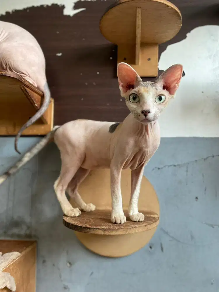 Kucing Sphynx Sphinx