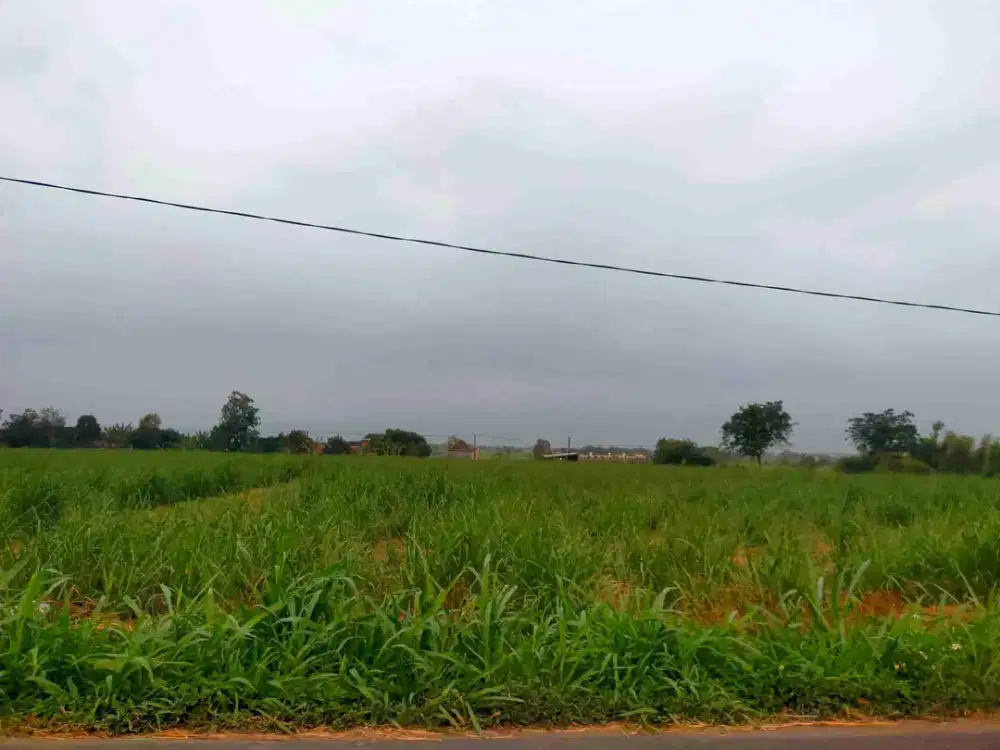 jual murah lahan bagus untuk tebu ,Bangun gudang di badang Ngoro Jombang Jatim