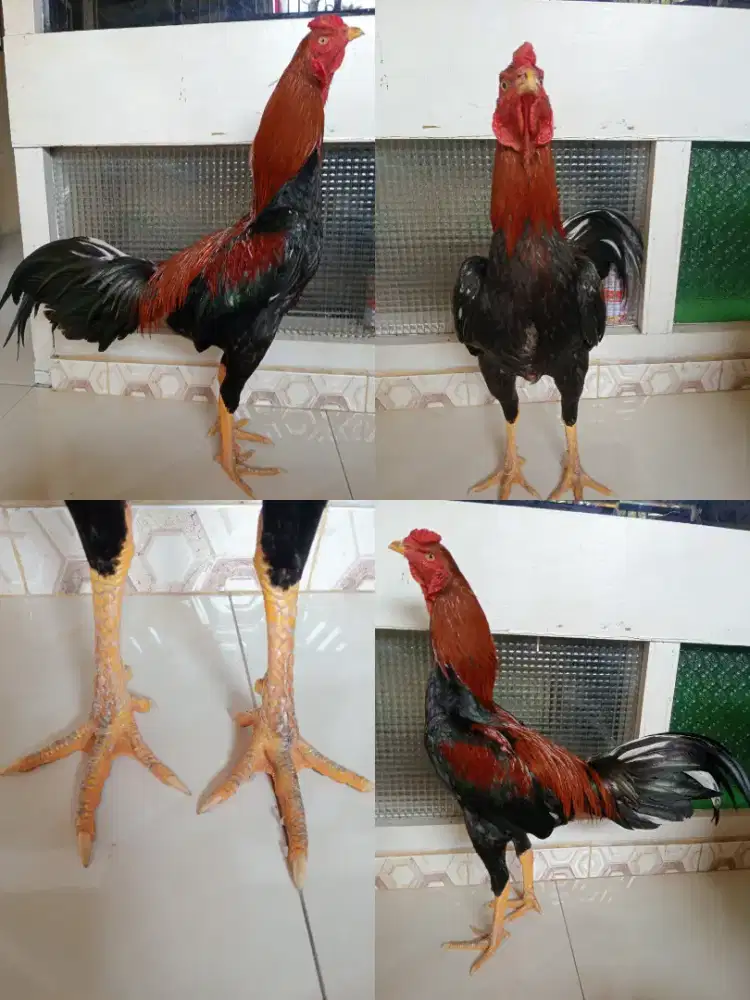Ayam bangkok muda ukuran 4,5 sak mek