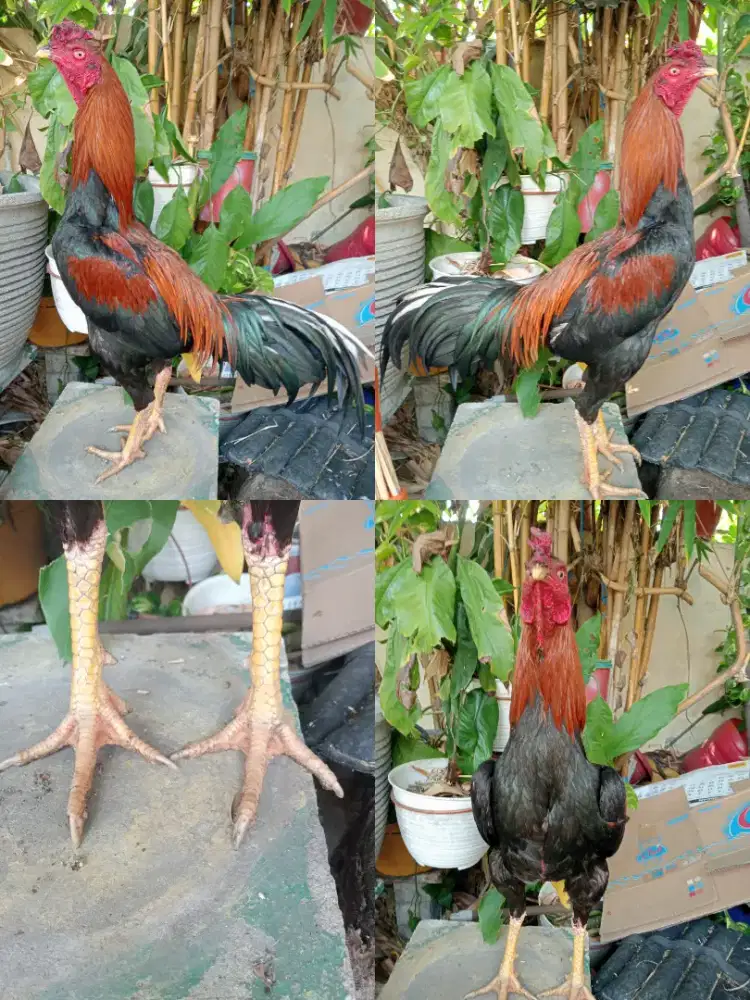 Ayam Bangkok muda