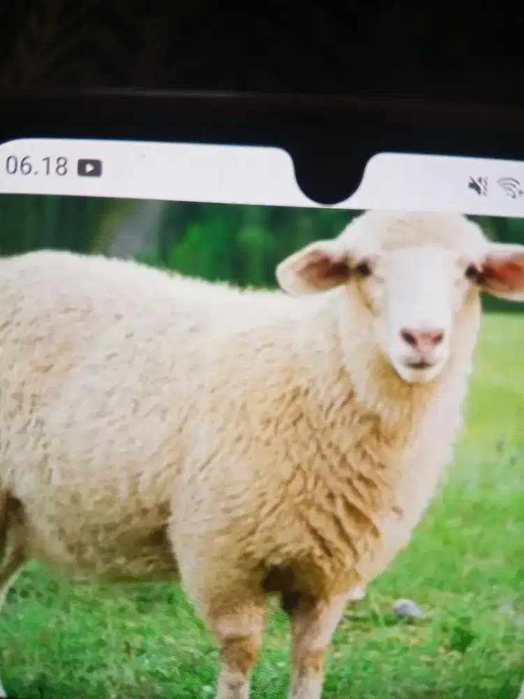 Monggo domba kambing di jual di glagahagung purwoharjo Banyuwangi