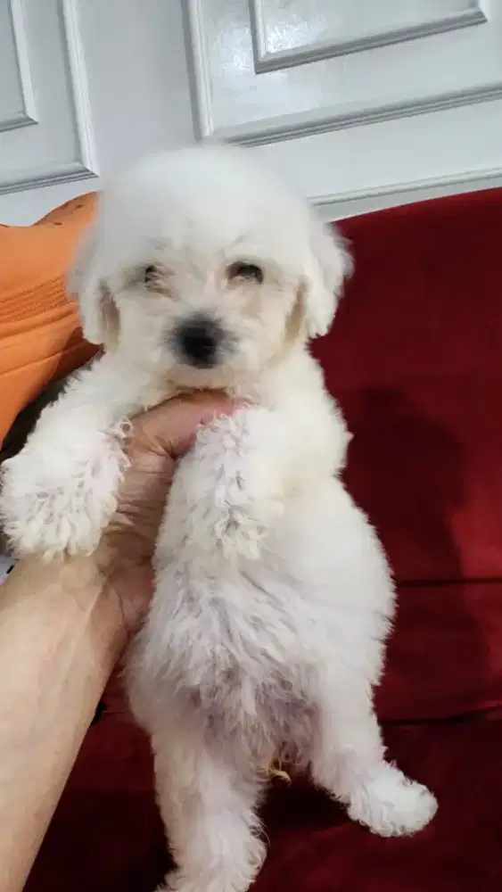 Anakan Bichon Murce