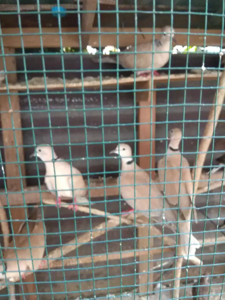 Burung Puter Lokal