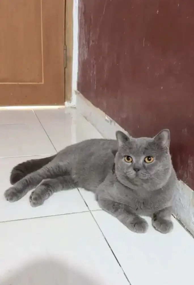 jasa pacak kucing BSH
