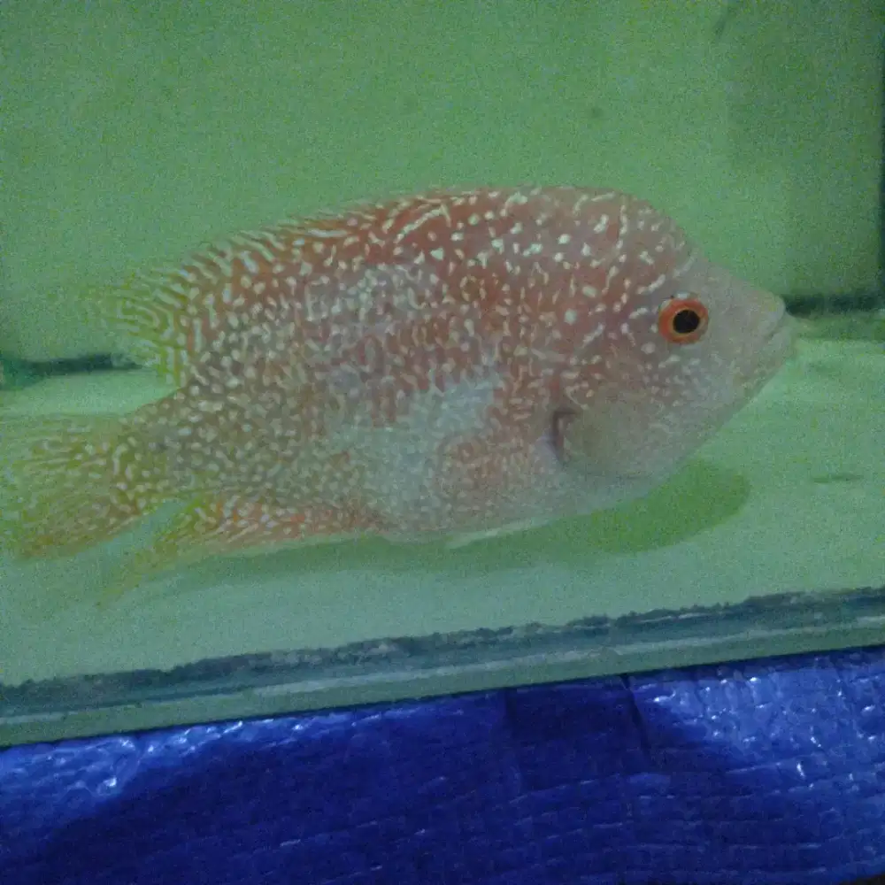 Ikan louhan female GB cc