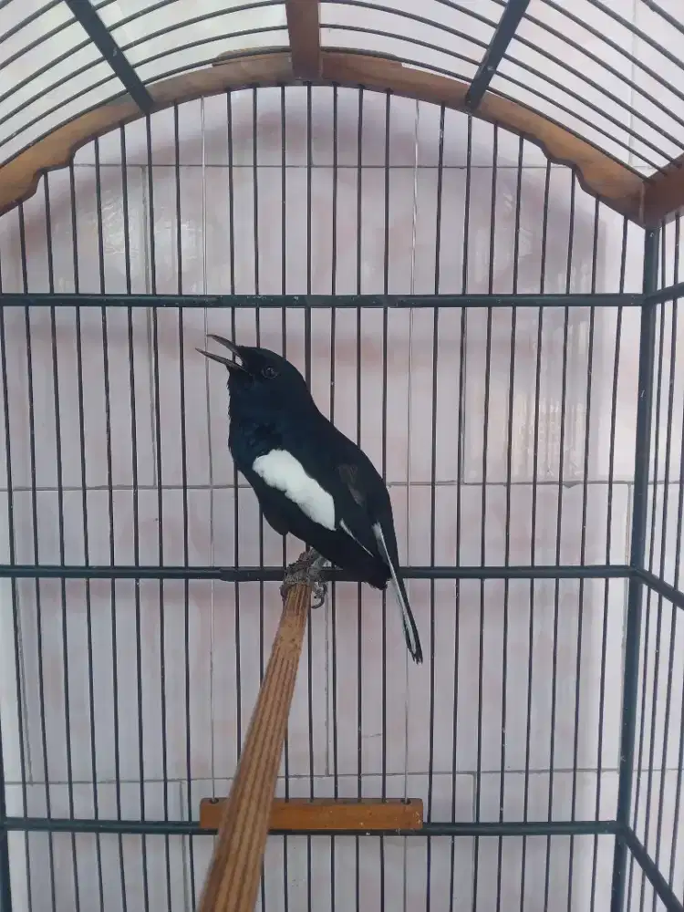 Kacer lokal / Dada hitam