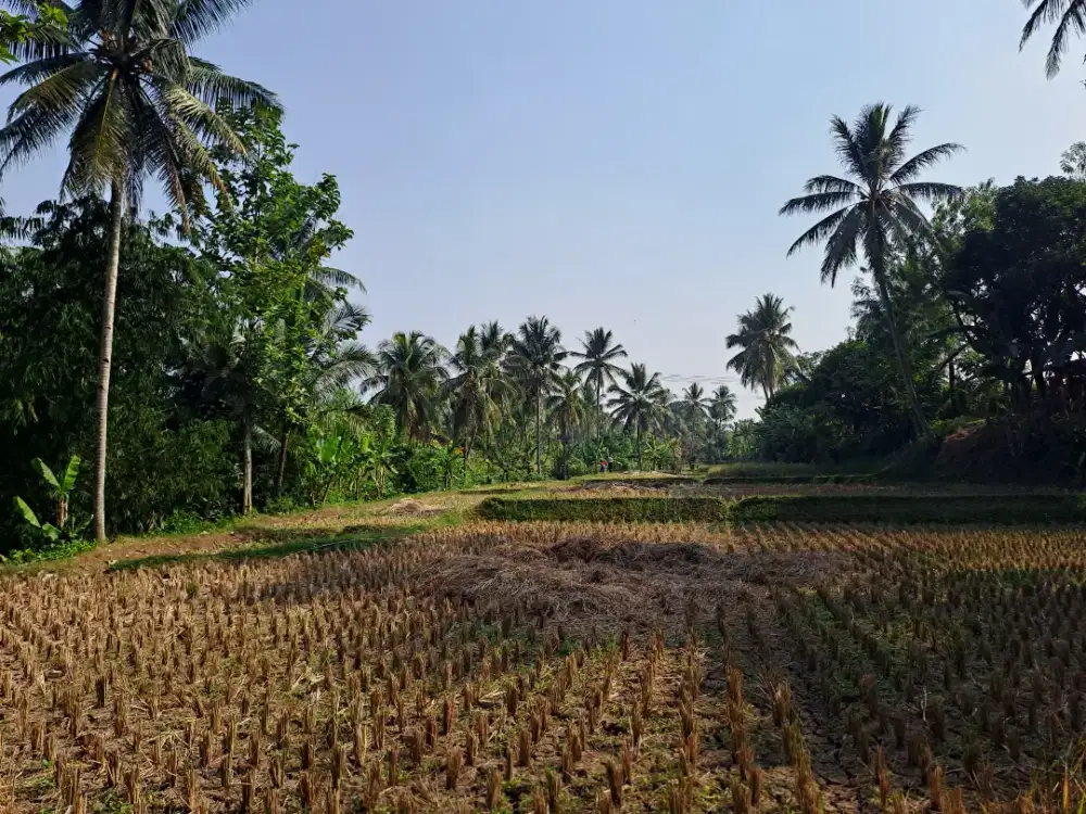 SAWAH PRODUKTIF DI JUAL