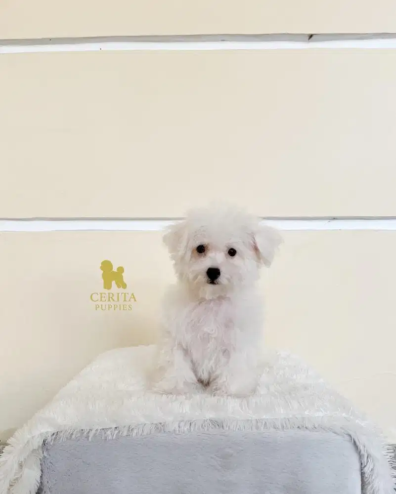 JUAL BICHON FRISE X POODLE GOOD QUALITY - MAPLE