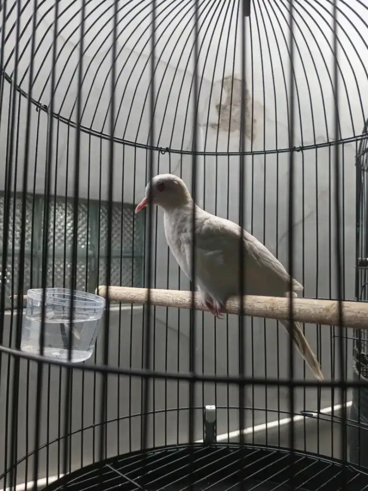 Perkutut putih mata merah