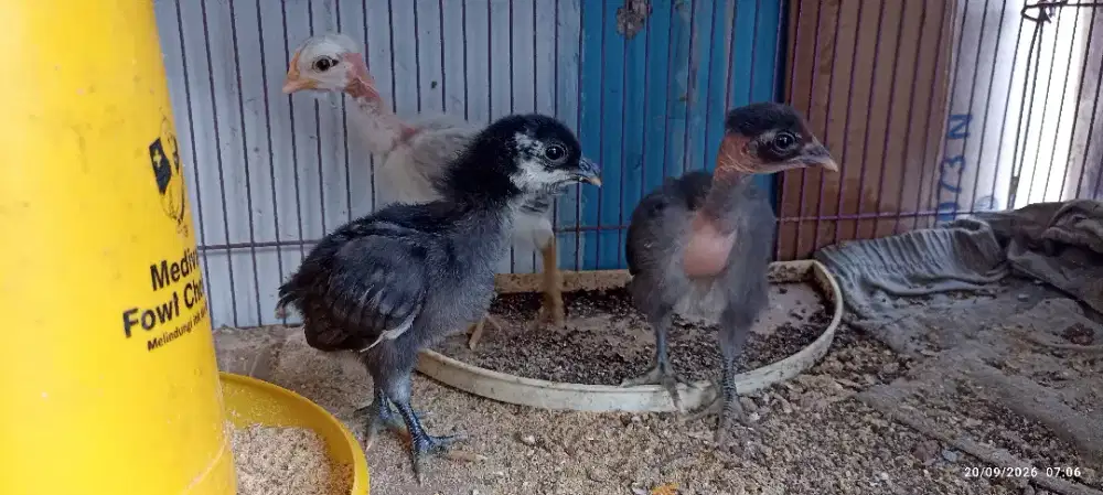 Anak ayam botak lehgun leher gundul
