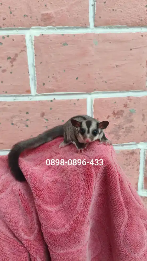Sugar glider classic grey betina