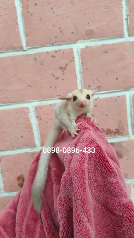 Sugar glider creamino betina