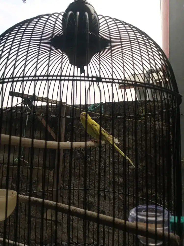 Parkit jantan kuning