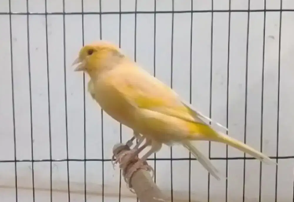 Kenari AF betina dara dewasa Siapan