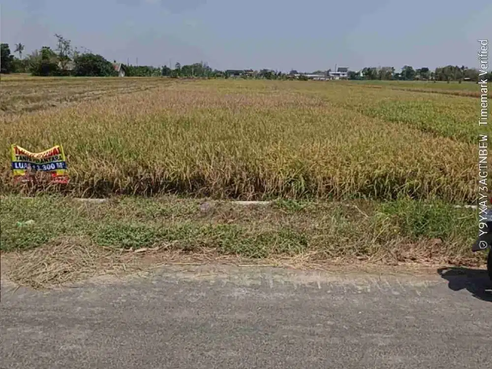 sawah strategis finitara SMK NU kesesi