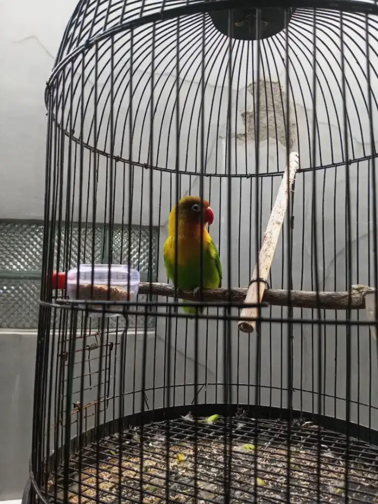Lovebird pasjo jantan