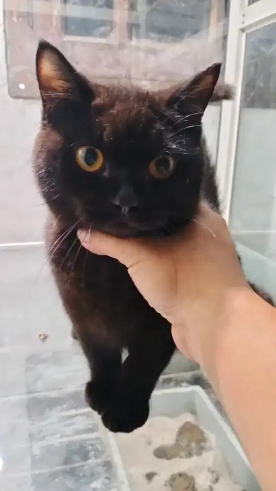 Kucing BSH hitam pekat jantan