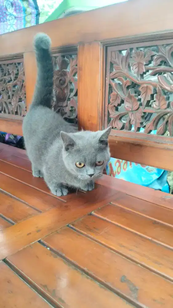 Kucing BSH munchkin Betina