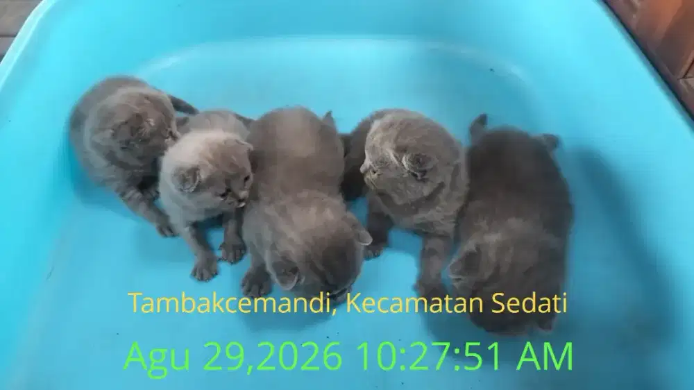 Siap PO 1 bln lg kucing BSH