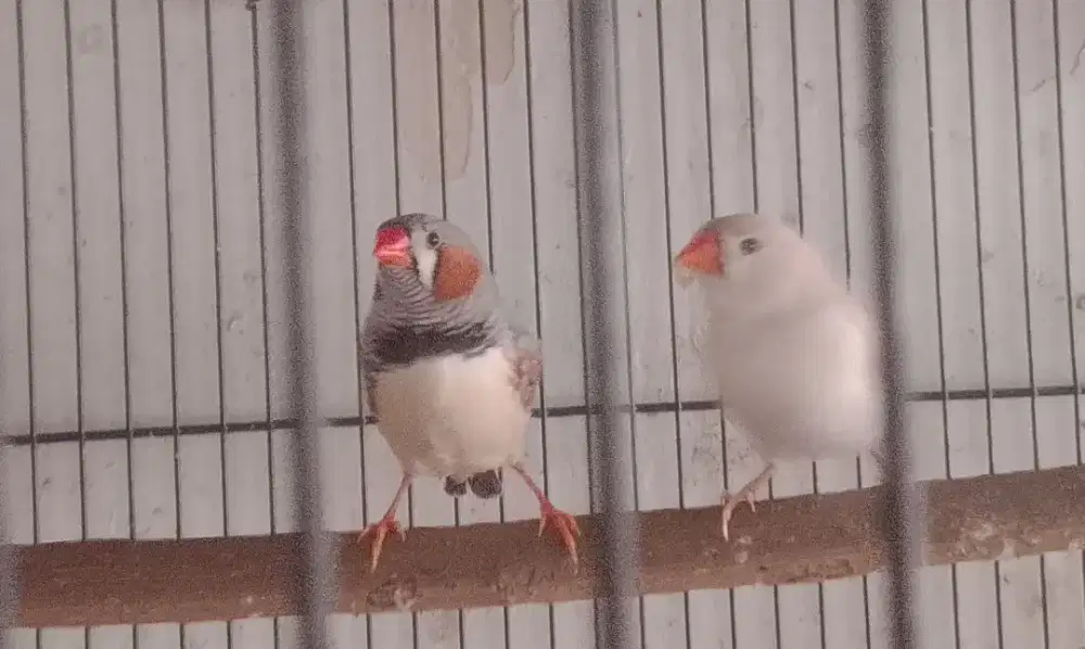 Zebra Finch sepasang siapan