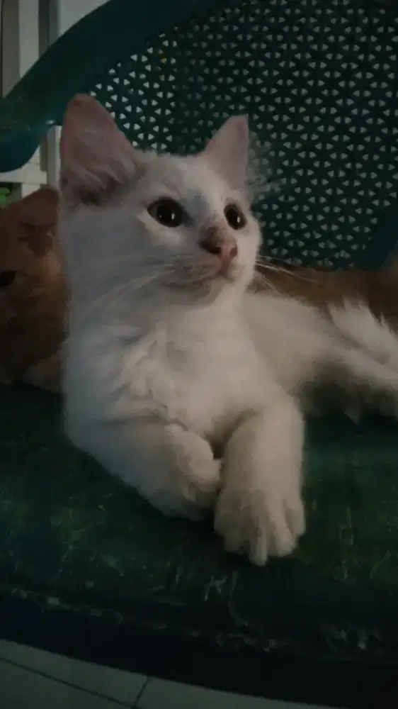 Jual anak kucing umur 2 bulan