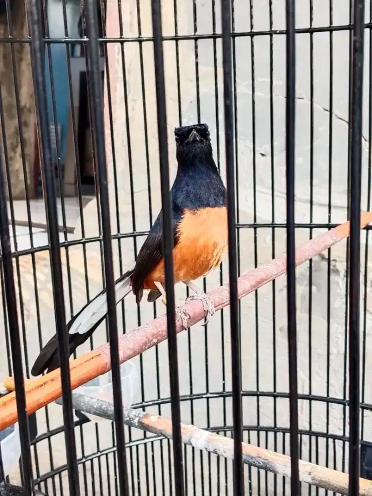 Burung Murai Prestasi