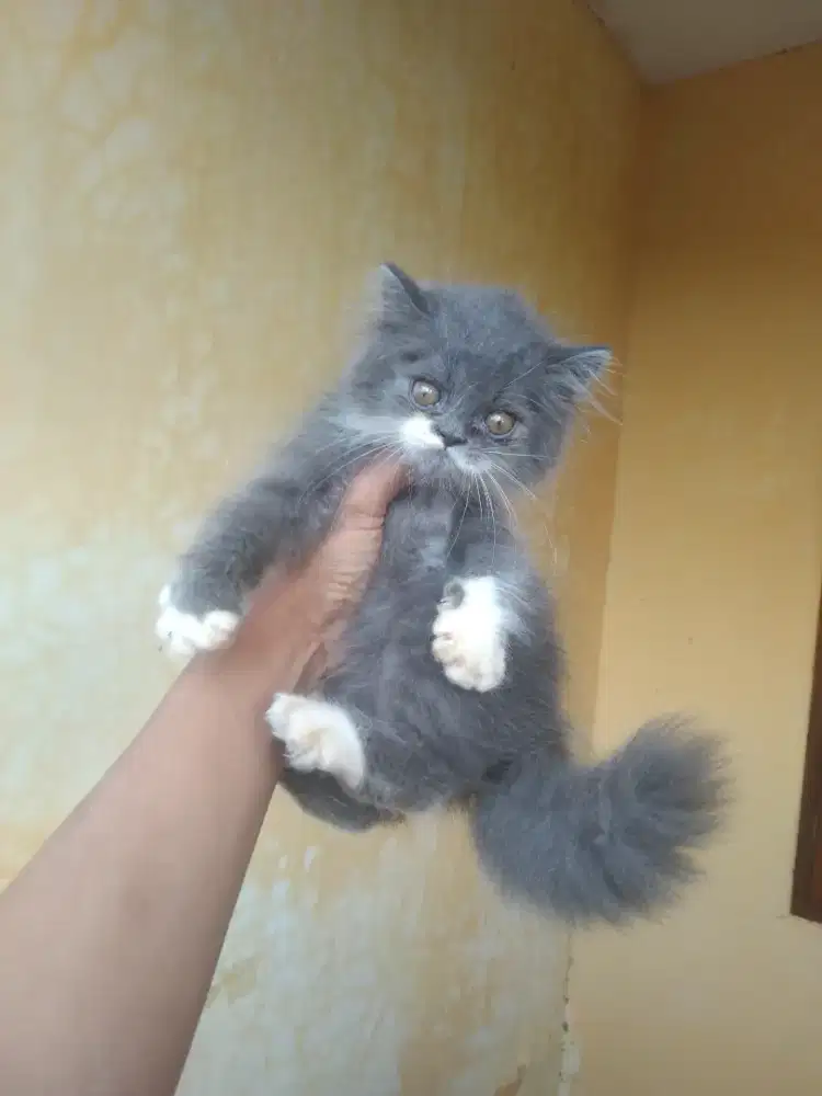 Bsh mix peaknose betina 2,5 bulan sudah mandiri