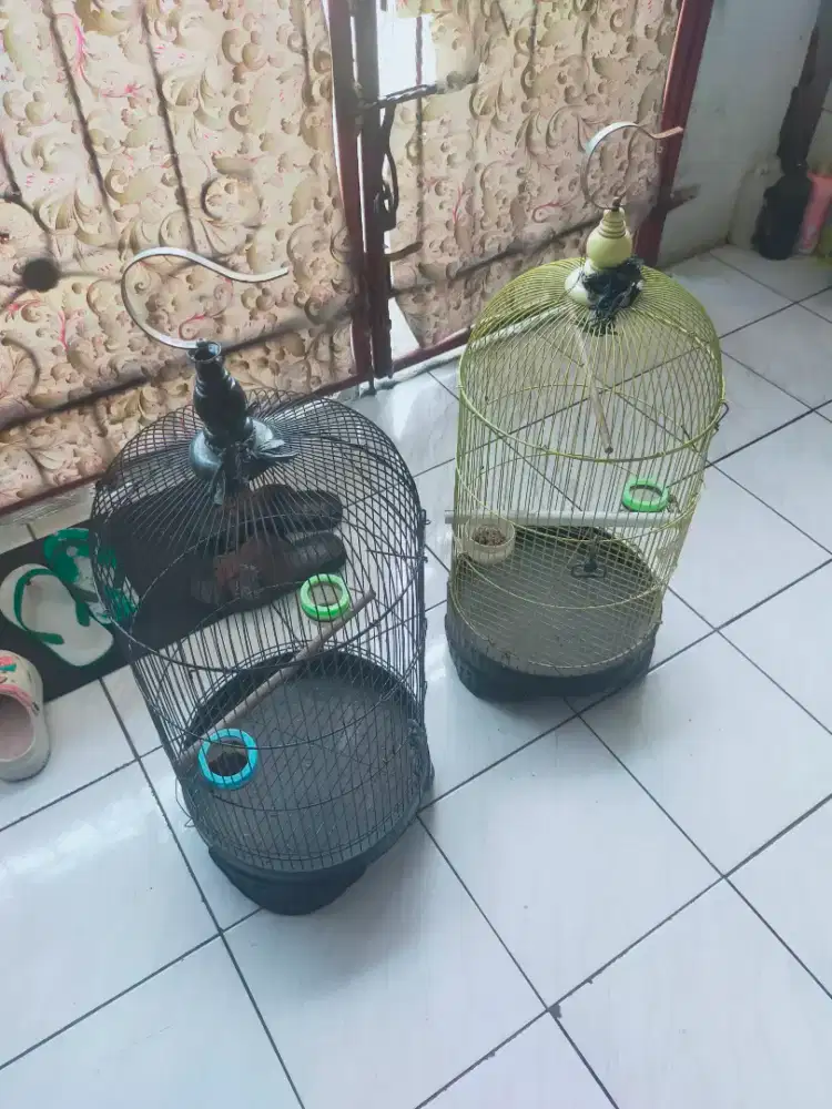 Kandang burung lovebird