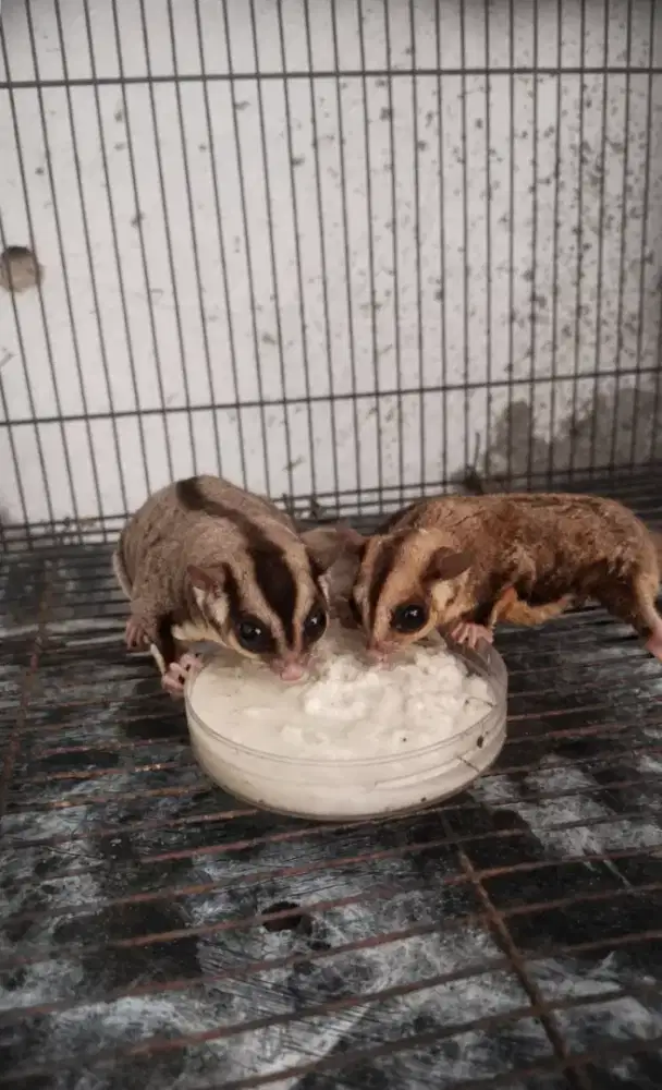 Sugar glider classic grey