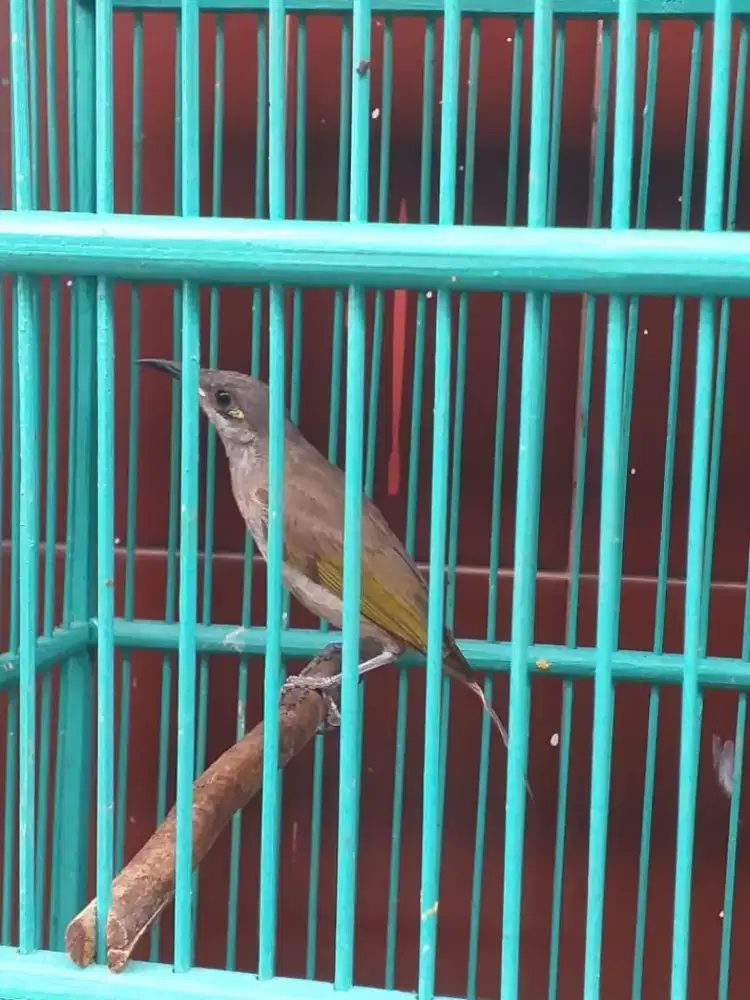 cucak kombo rawatan udah bunyi