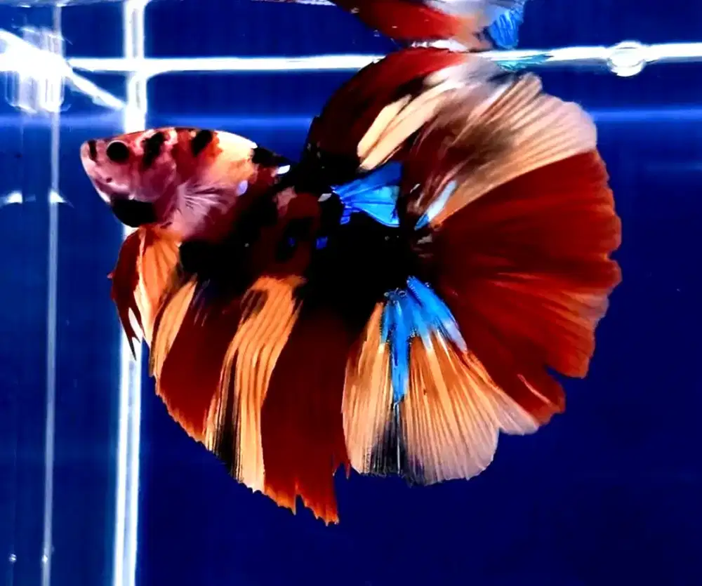 ikan cupang halfmoon multicolor
