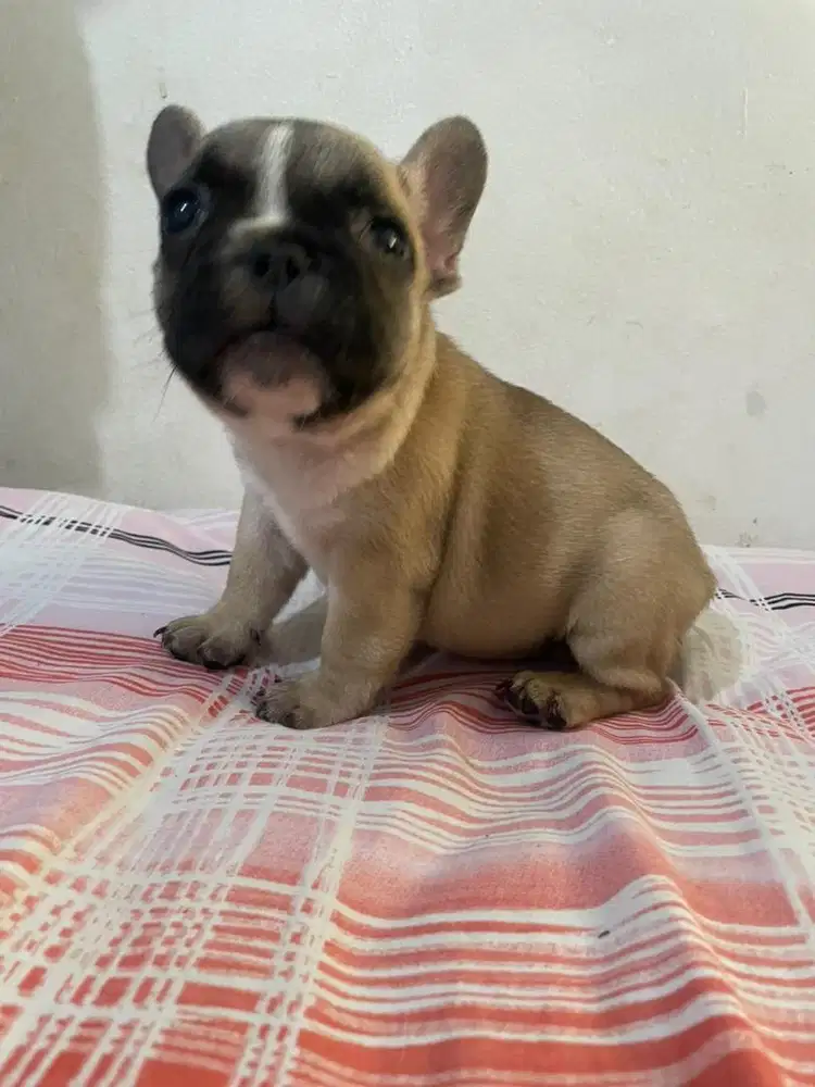 French bulldog short body