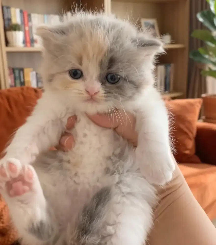 British Short Hair BSH 2 Bulan Betina