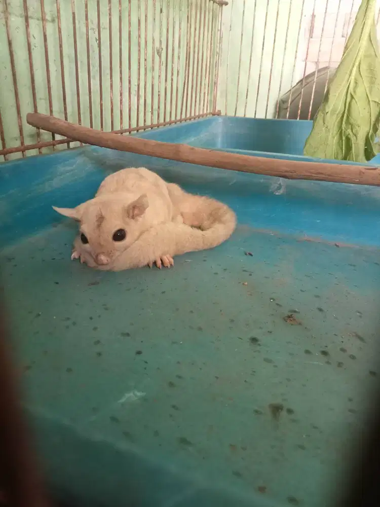 Sugar glider golden