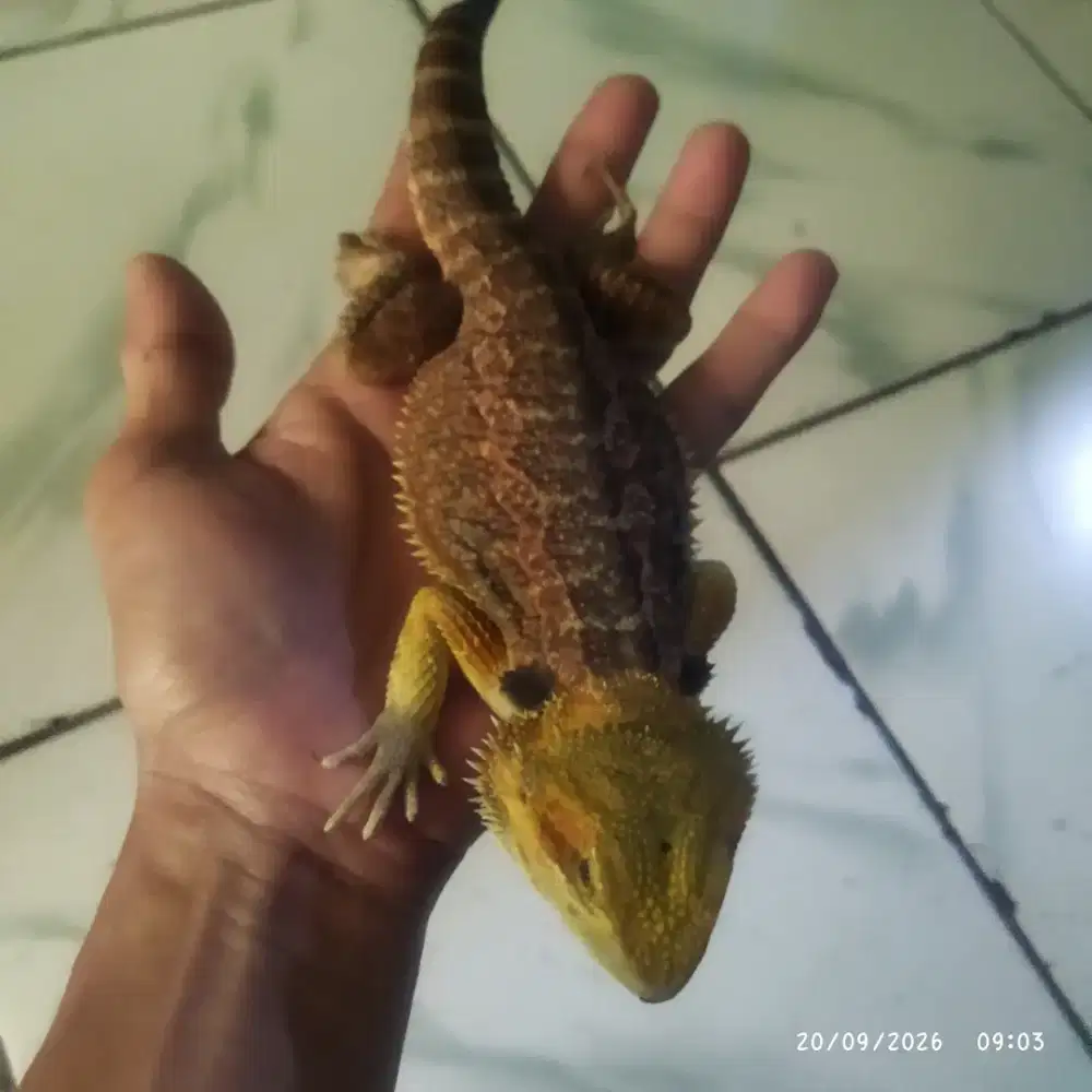 Bearded dragon / kadal gurun