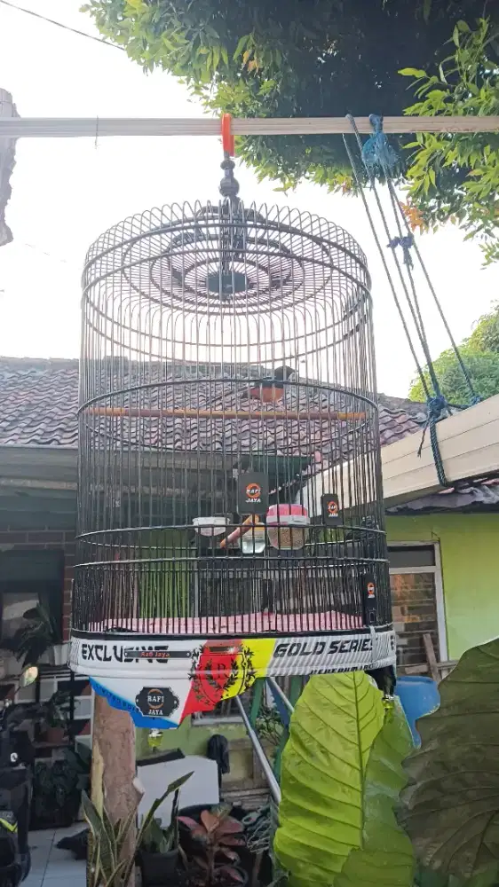 Burung murai Medan Hutan dewasa