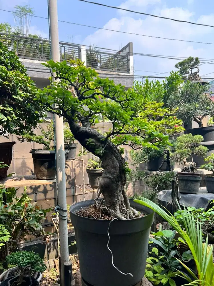bonsai bugevil singapur