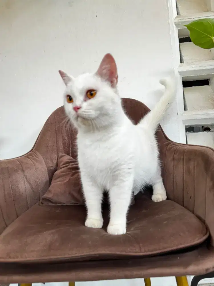 BSH Betina White
