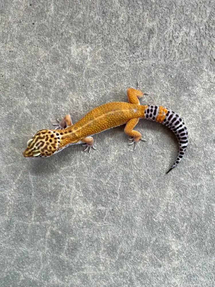 Leopard Gecko BN Tangerine Male