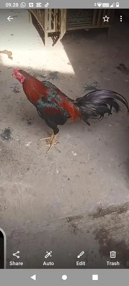 Ayam jago oratmangun